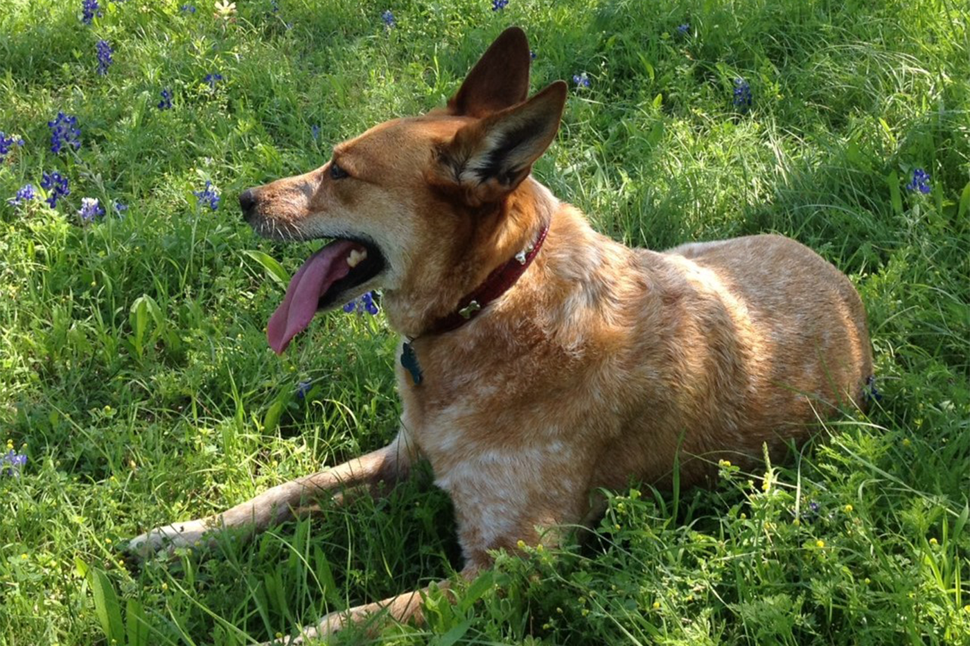 buddy laying on the grass